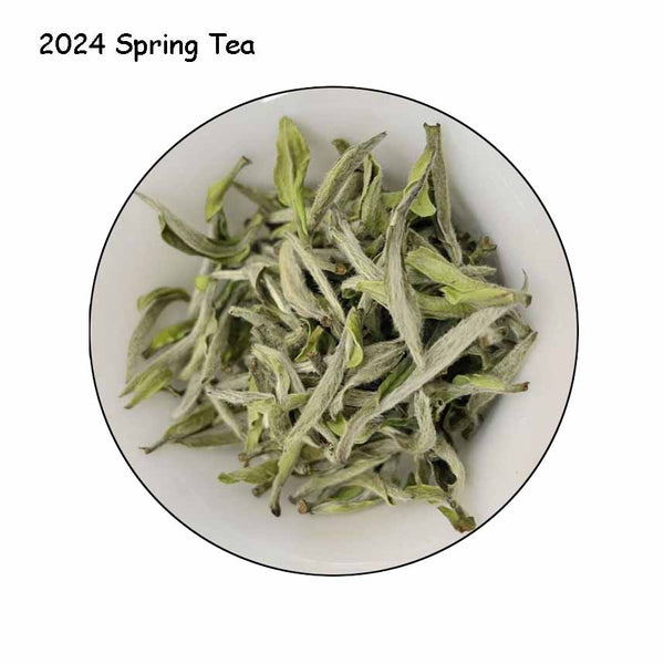 Thé de printemps Bai Mu Dan