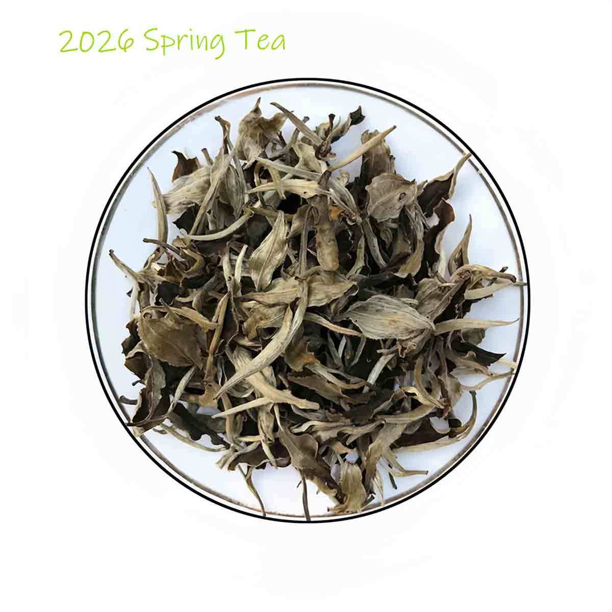 Moonlight Beauty Loose Tea - Yue Guang Meiren Tea Raw Pu-erh Loose Tea ...